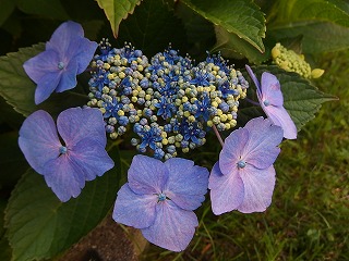 e0004756_20565149.jpg