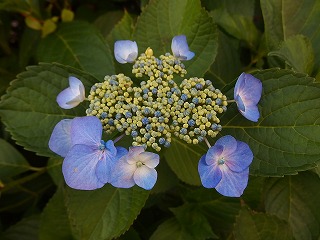 e0004756_2056679.jpg