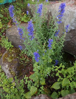 e0004756_2155883.jpg