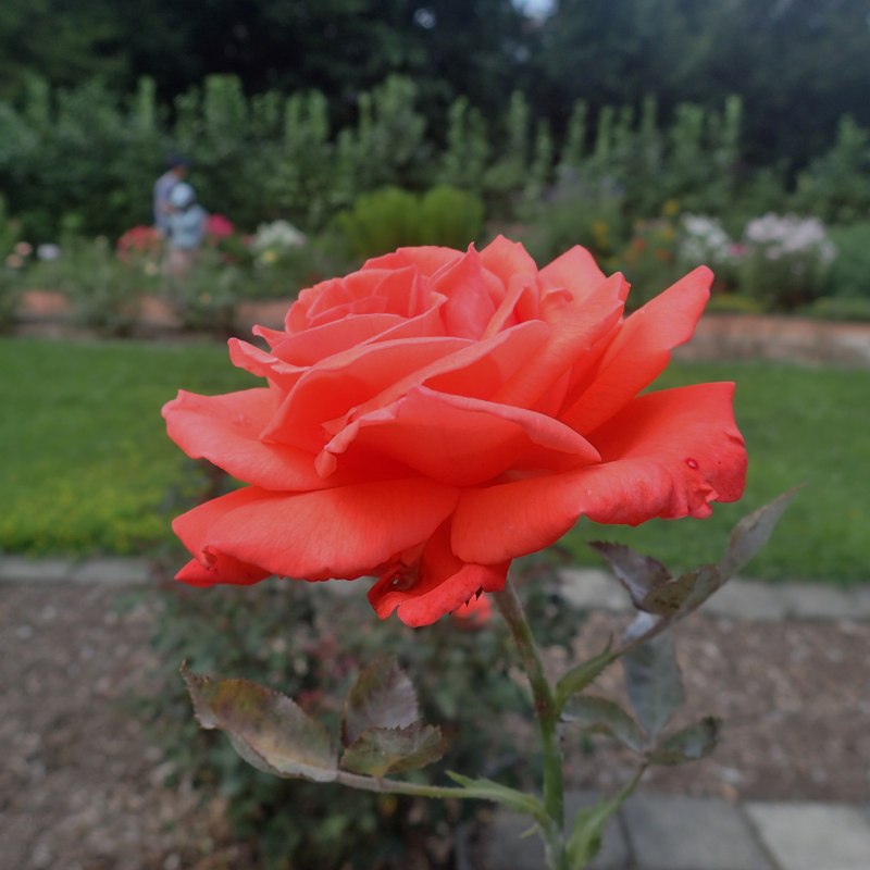 c0183777_4541442.jpg