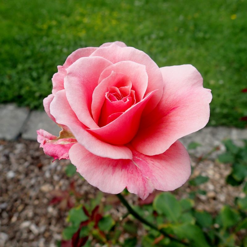 c0183777_50496.jpg