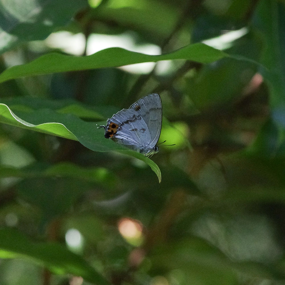 a0338085_22482194.jpg