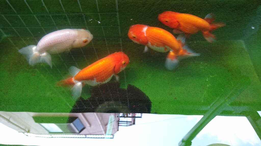 b0298605_10243647.jpg