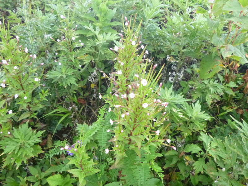 d0170615_18413395.jpg