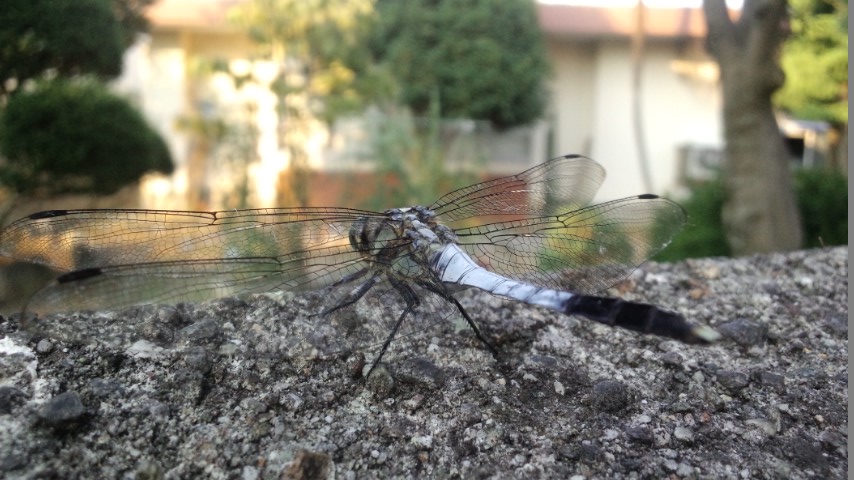 e0091220_21485863.jpg