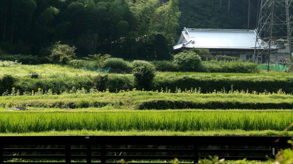 a0347276_15342206.jpg