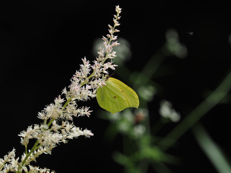 a0277496_09245560.jpg