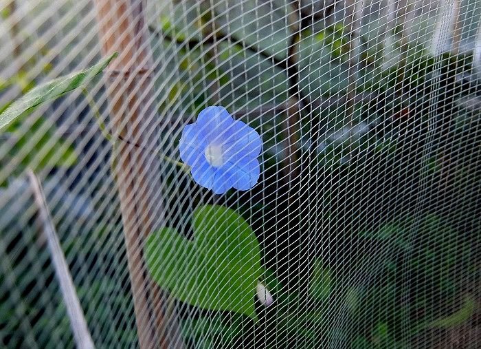 c0119197_05332481.jpg