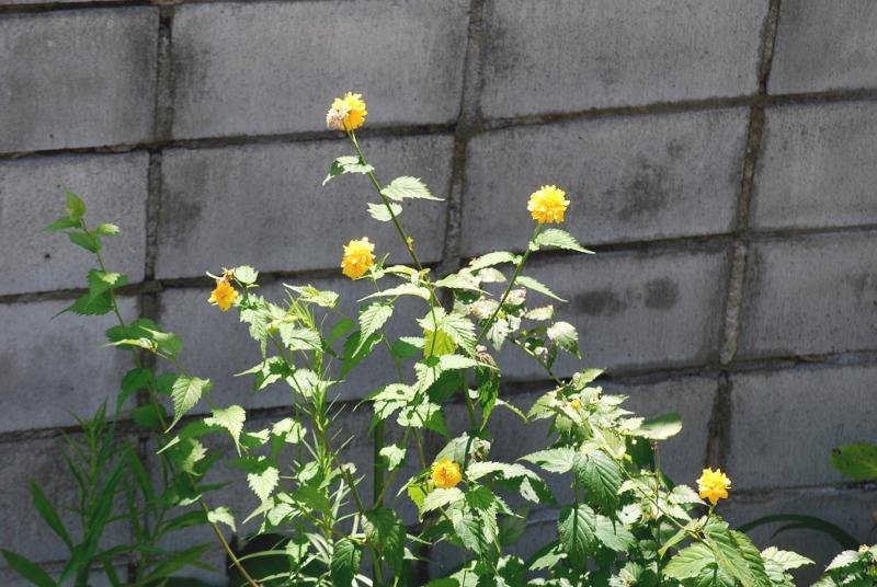 e0025300_20551067.jpg