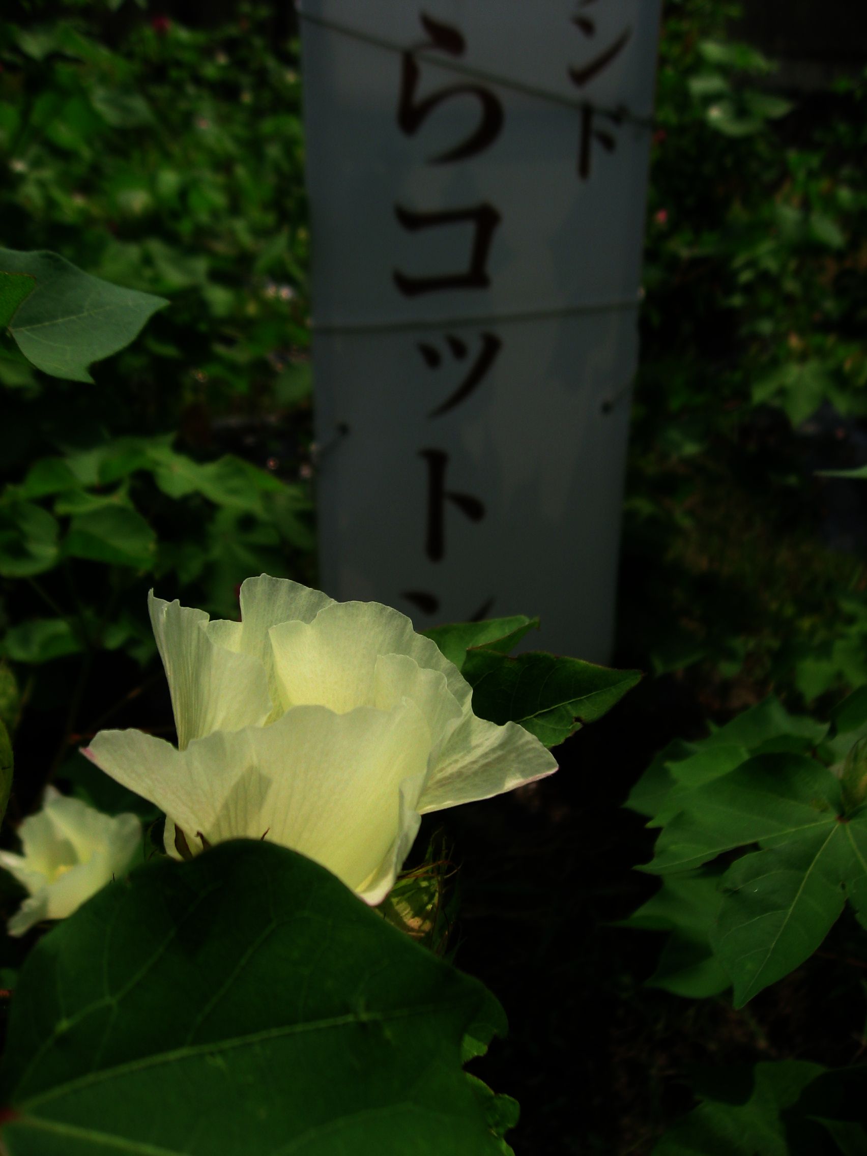c0062511_9502762.jpg