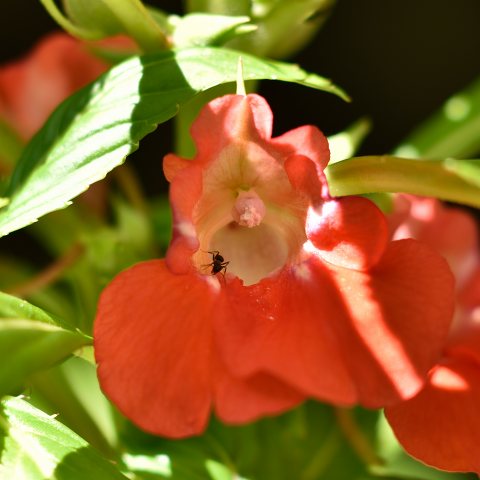 e0031229_12291552.jpg