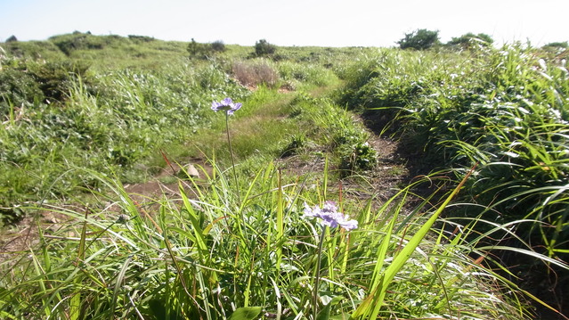 e0305733_746548.jpg
