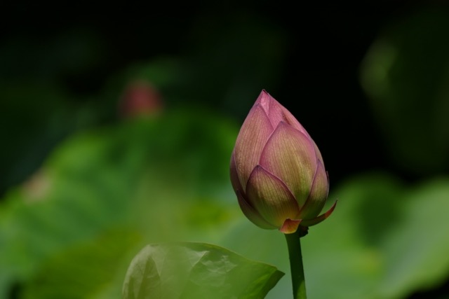 c0008664_8435722.jpg