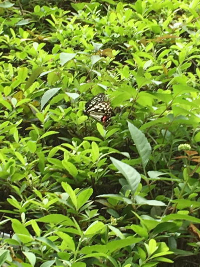 b0160300_21333351.jpg