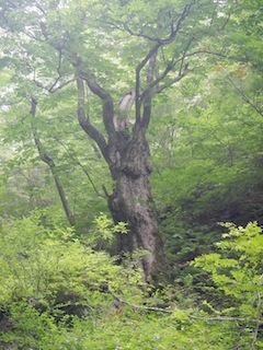 c0359615_20194713.jpg