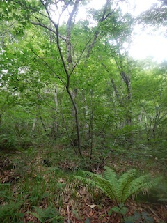 c0359615_20214844.jpg