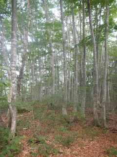 c0359615_20223013.jpg