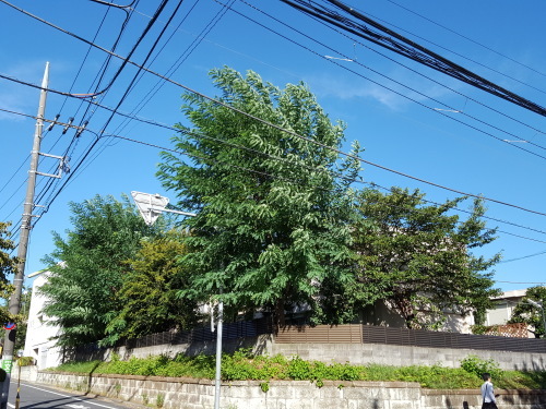 e0016828_10202262.jpg