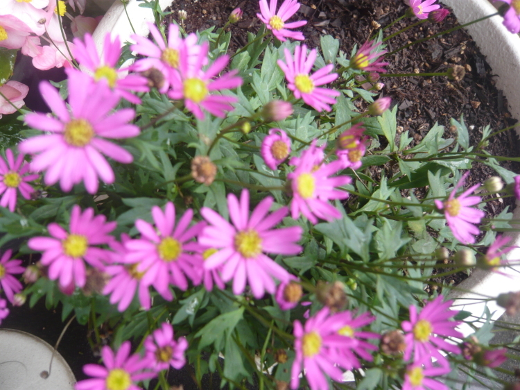 a0206332_08574438.jpg