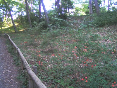 c0112172_12461487.jpg