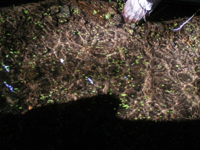 c0112172_1246298.jpg