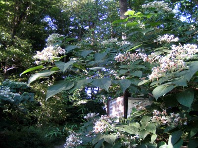 c0112172_1246528.jpg