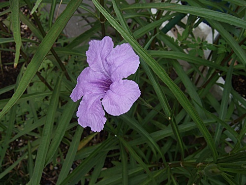e0086885_22000085.jpg