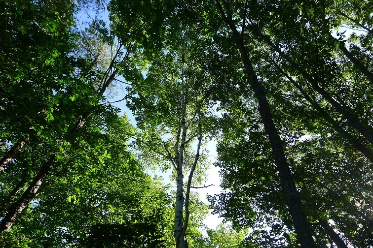 a0130586_8285259.jpg
