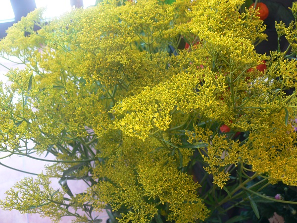 e0140986_14471169.jpg