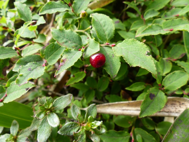 f0357487_22325063.jpg