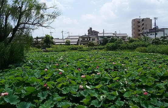 c0280322_16560146.jpg