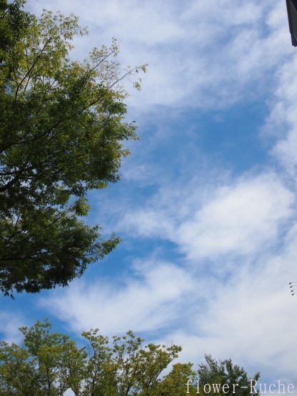 皆さまもうそろそろ夏休み？ - ルーシュの花仕事