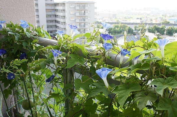 e0177271_07270936.jpg