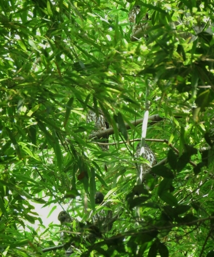 e0357387_13114246.jpg