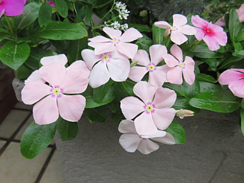 d0046702_7392981.jpg