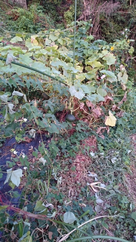 a0125419_06344304.jpg
