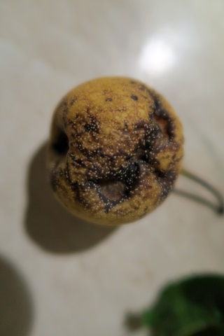 f0234936_6304820.jpg