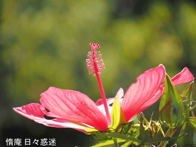 e0346064_16441737.gif