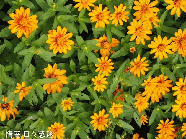 e0346064_16451238.gif