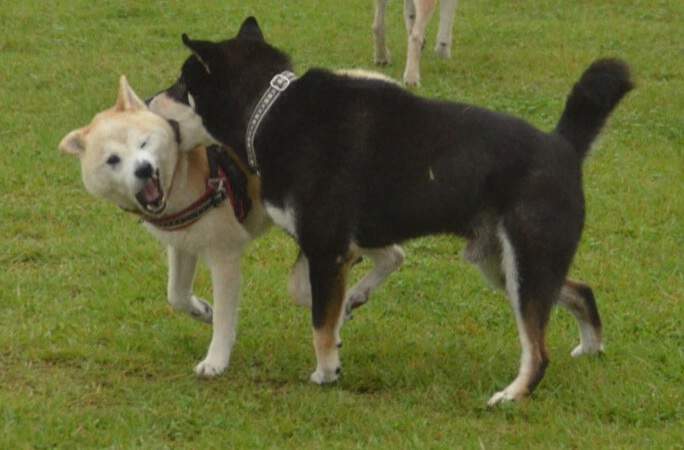 c0123890_210266.jpg