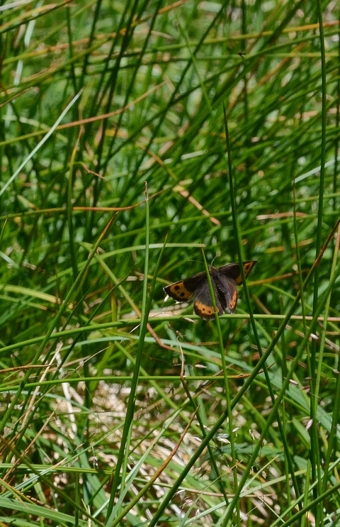 b0078795_1743505.jpg