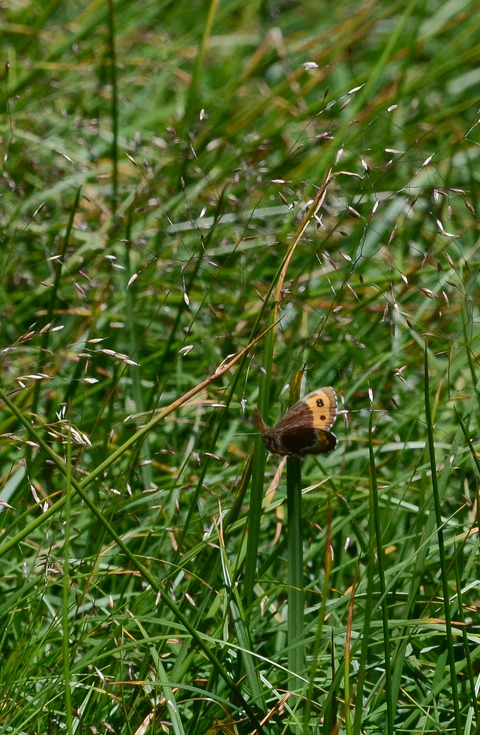 b0078795_174487.jpg