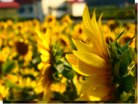 a0114514_20130687.png