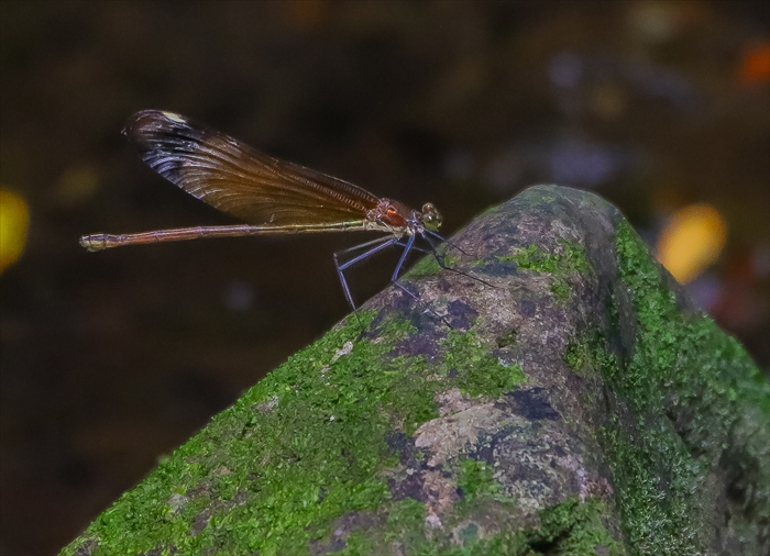 f0363618_21174842.jpg