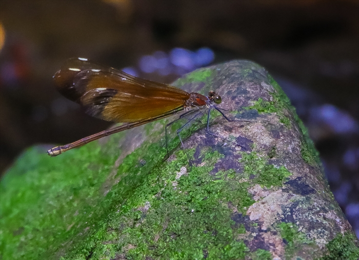 f0363618_21175540.jpg