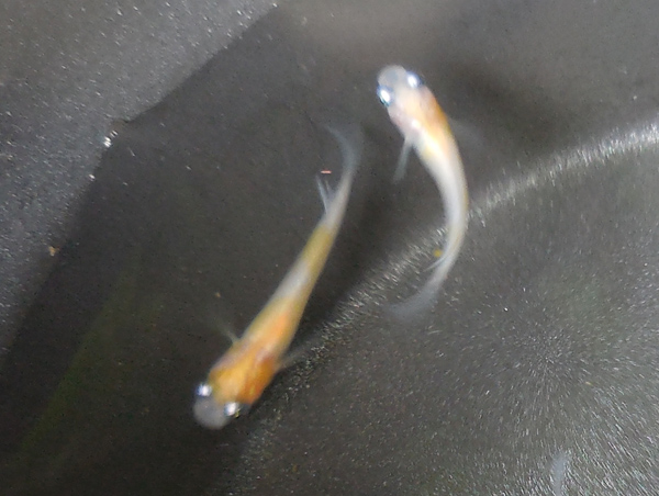 e0097534_1750557.jpg