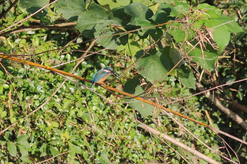 c0075539_15243294.jpg