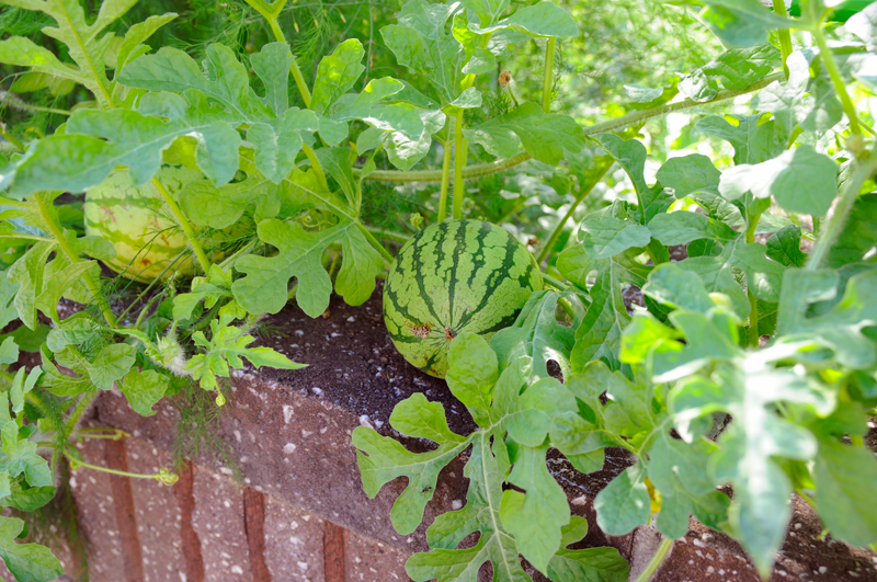 c0026870_16474635.jpg