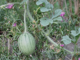 f0354923_20430018.jpg
