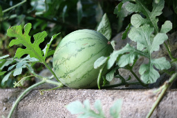 f0354923_20432503.jpg